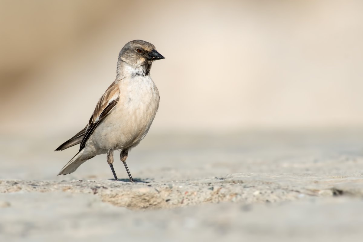 WhitleyBirder's tweet image. The final leg was spent birding around the mighty Mount Nemrut, the number one spot for Kurdish Wheatear amongst other specialities (Rock Sparrow, Tawny Pipit and White-winged Snowfinch also pictured). Fabulous trip all round - would recommend to anyone considering it!