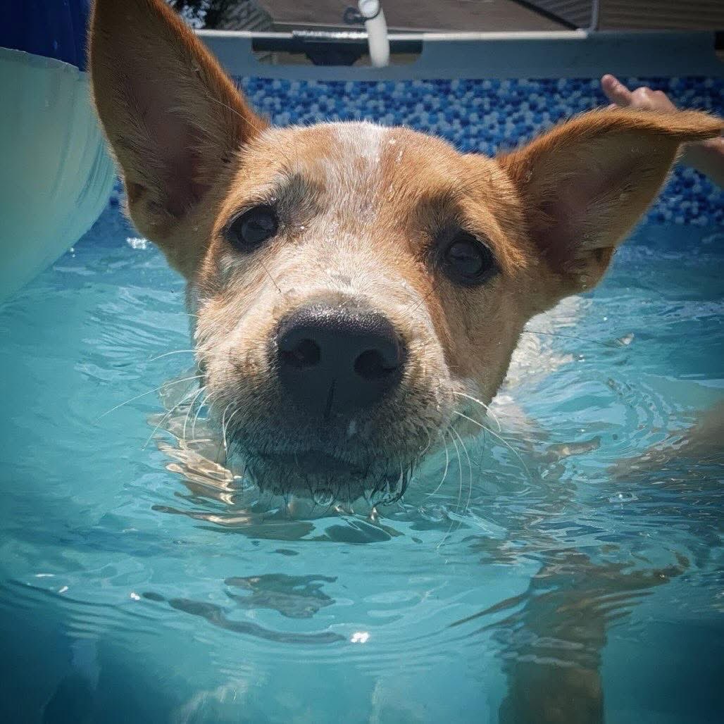 OPH_Rescue's tweet image. With eyes full of curiosity and ears that could star in a fairytale, Stormie is a puppy packed with potential and personality. 😎 Apply to adopt @ ophrescue.org/dogs#sl_embed&amp;amp;….