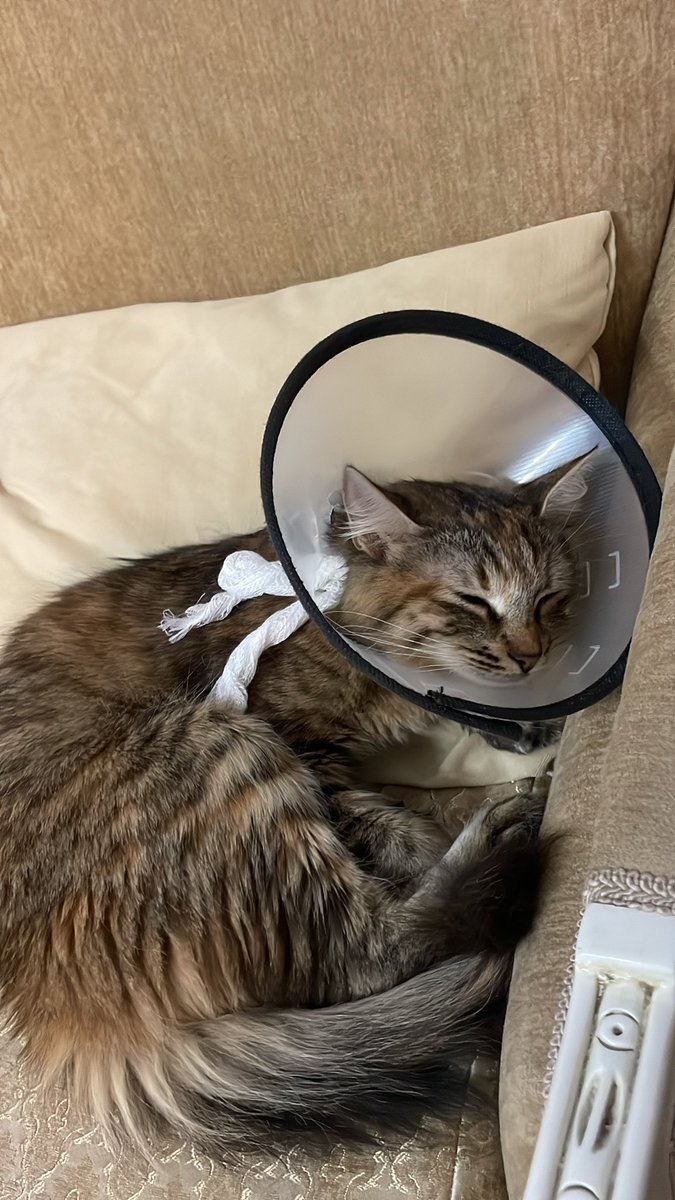 Siri Mestanımın hic keyfi yok ya