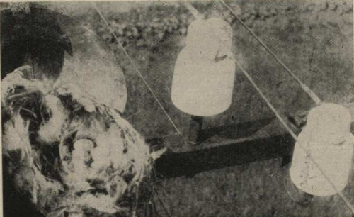 ""Modernizēts" zvirbuļa mājoklis. Zvirbuļu lizds zem skārda cepurītes tālruņa staba galā."

/Daba un Zinātne, 01.03.1939