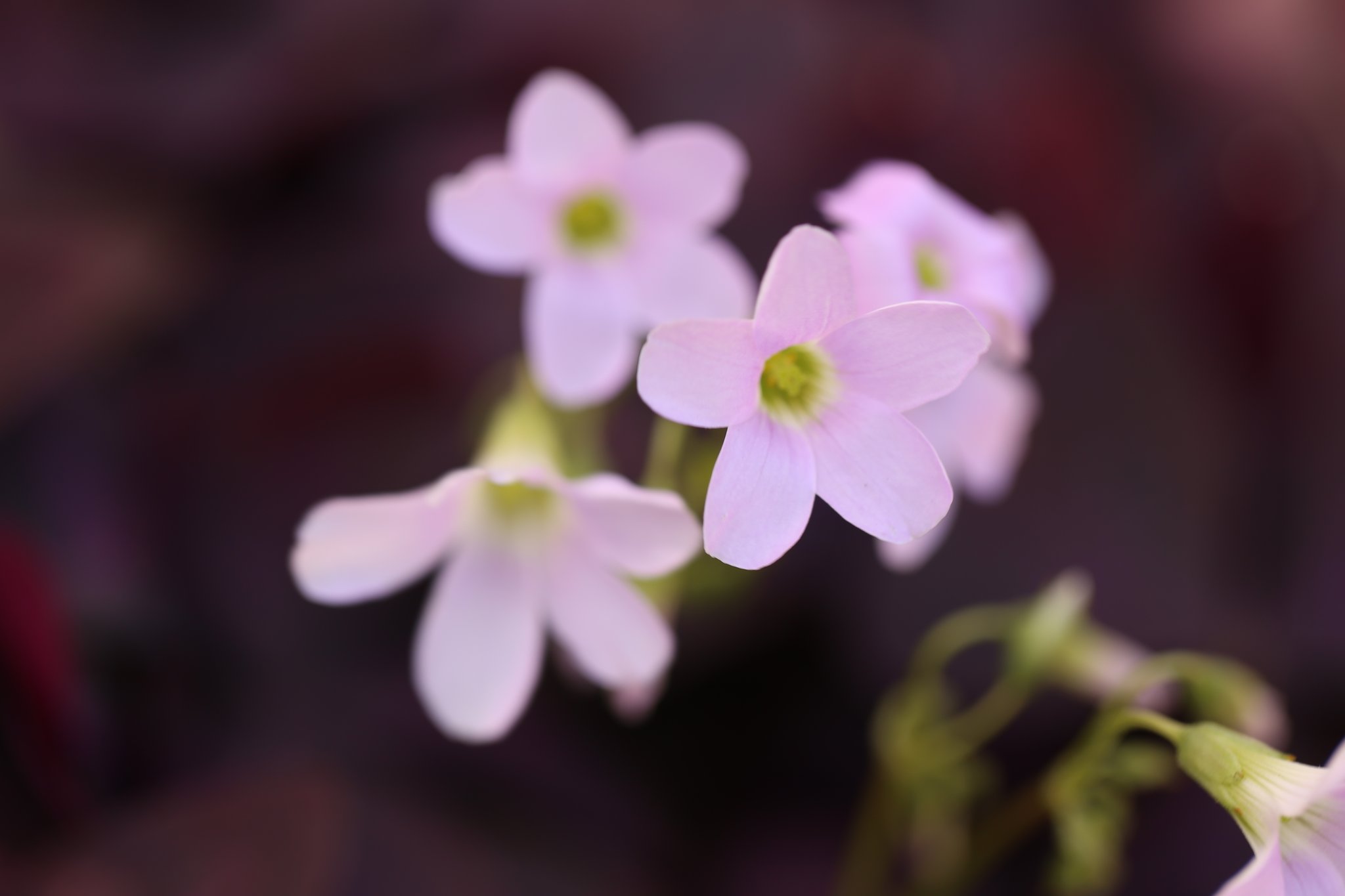 月が注ぐ花⊰❀様ご確認用 さつき花辞典：晃山 ｜ さつき盆栽春夏秋冬