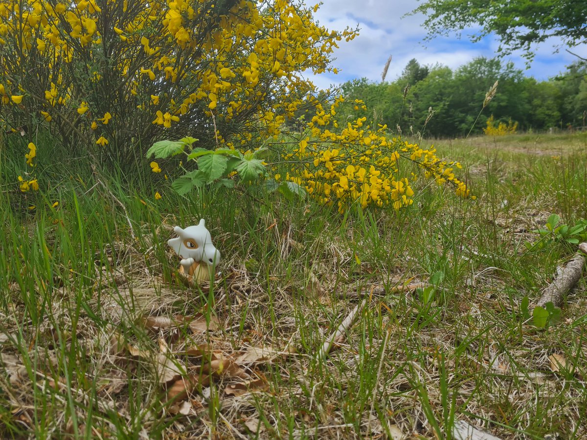 Nina_Turbo's tweet photo. Taking a rest in the shade of the forsythia. https://t.co/n6TYbA2ufg