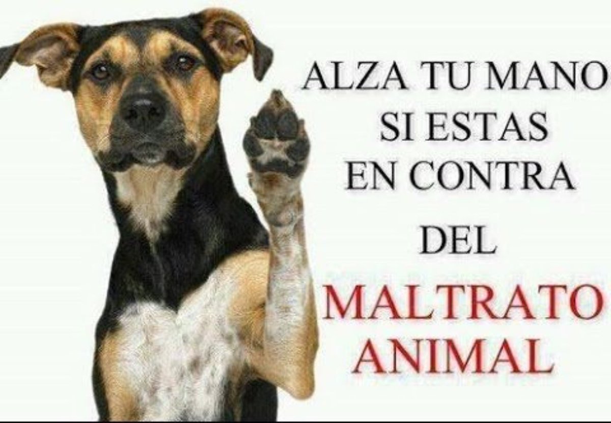 Mayú Guillén 🇲🇽🇺🇦 (@mayumiguillen) on Twitter photo 