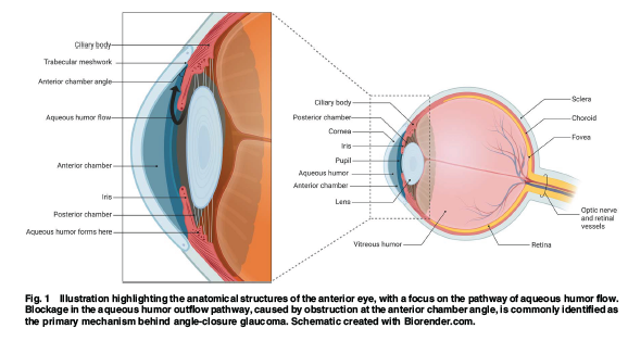 ASMEJournals's tweet image. Image-based inverse modeling analysis of iris stiffness across sex in patients with a history of primary angle-closure disease. asmedigitalcollection.asme.org/openengineerin…
#glaucoma #biomechanics #bioengineering