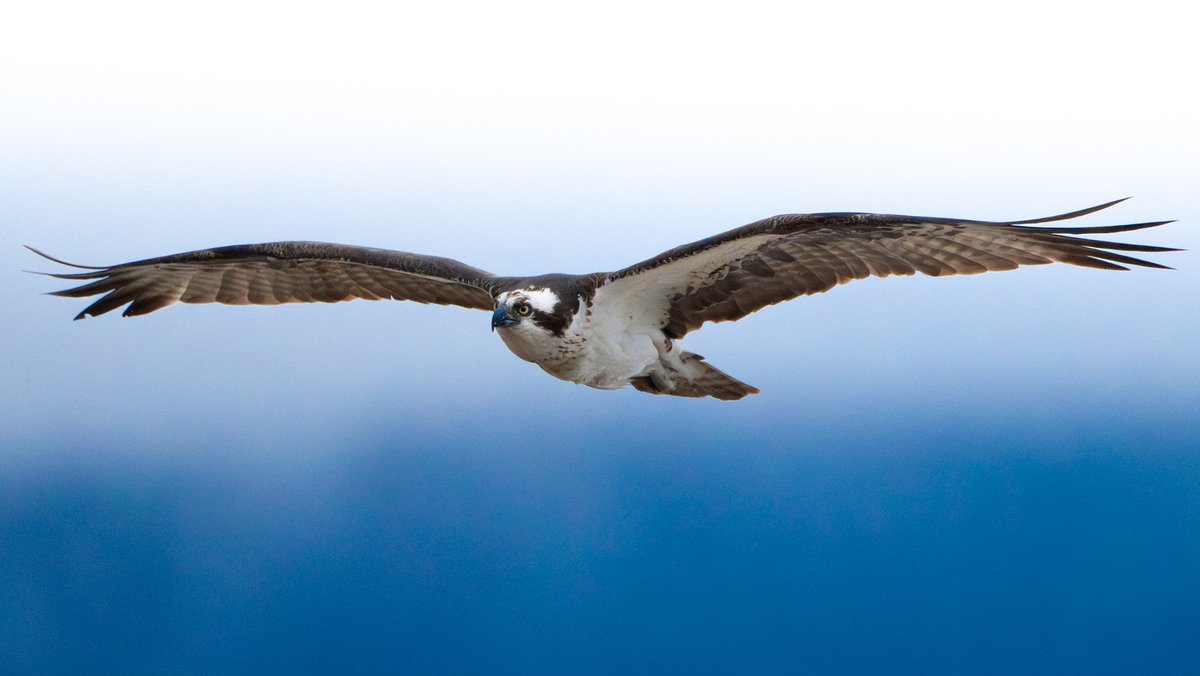 Sigma_Photo's tweet image. "Working with the Sigma 300-600mm F4 lens reignited my passion for visual storytelling. Wildlife photography often demands precision, patience, and above all, the right equipment. The ability to shoot at 600mm with a constant F4 aperture proved to be a game changer. It allowed me…