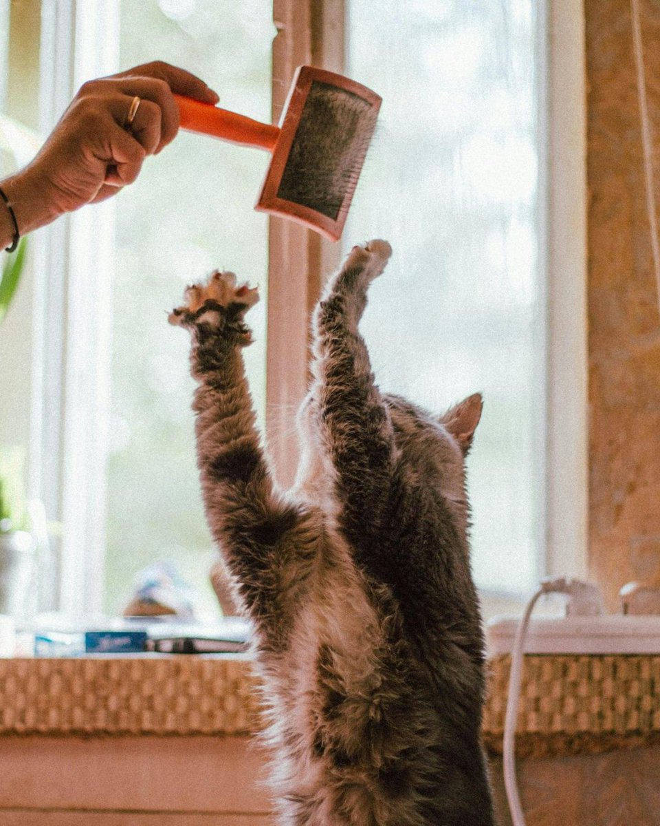 PFICaribbean's tweet photo. Regular brushing significantly reduces the amount of loose hair your cat ingests, minimizing hairball formation &amp; allowing their digestive system to work more efficiently.

This can prevent issues that might otherwise interfere with proper nutrient absorption. 

#pficaribbean https://t.co/pQabBImLzB