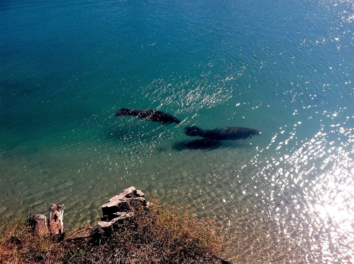 Happy #WildlifeWednesday!

As an herbivore, a manatee's diet consists of underwater plants---making the waters and shoreline of Jupiter Inlet Lighthouse Outstanding Natural Area the perfect habitat! 

Learn more about your BLM Eastern States: blm.gov/eastern-states