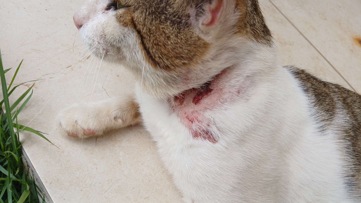⚠️TW: Kitten with wounds
.
.
.
COMMISSIONS TO HELP INJURED KITTEN

I'm opening commissions to help this kitten get veterinary care.
I offer a wide variety of commissions at different prices! Check them out here: toyhou.se/33539277.commi…
If you can't buy, you can still help by
