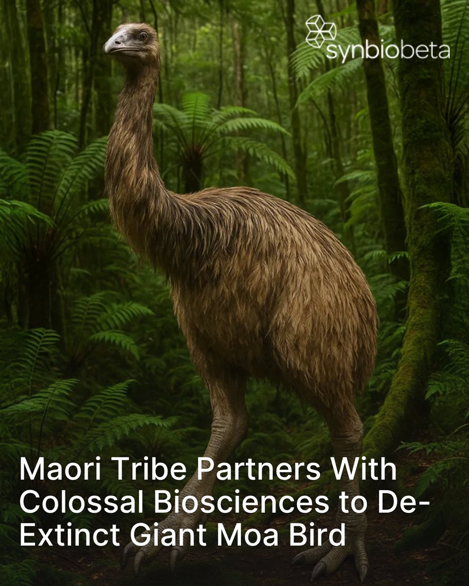 SynBioBeta's tweet image. The Ngai Tahu iwi of New Zealand has teamed up with filmmaker Peter Jackson and @Colossal Biosciences to de-extinct the giant moa, the world's largest bird, which vanished in the 13th century due to human hunting. The University of Canterbury will spearhead genetic research to…