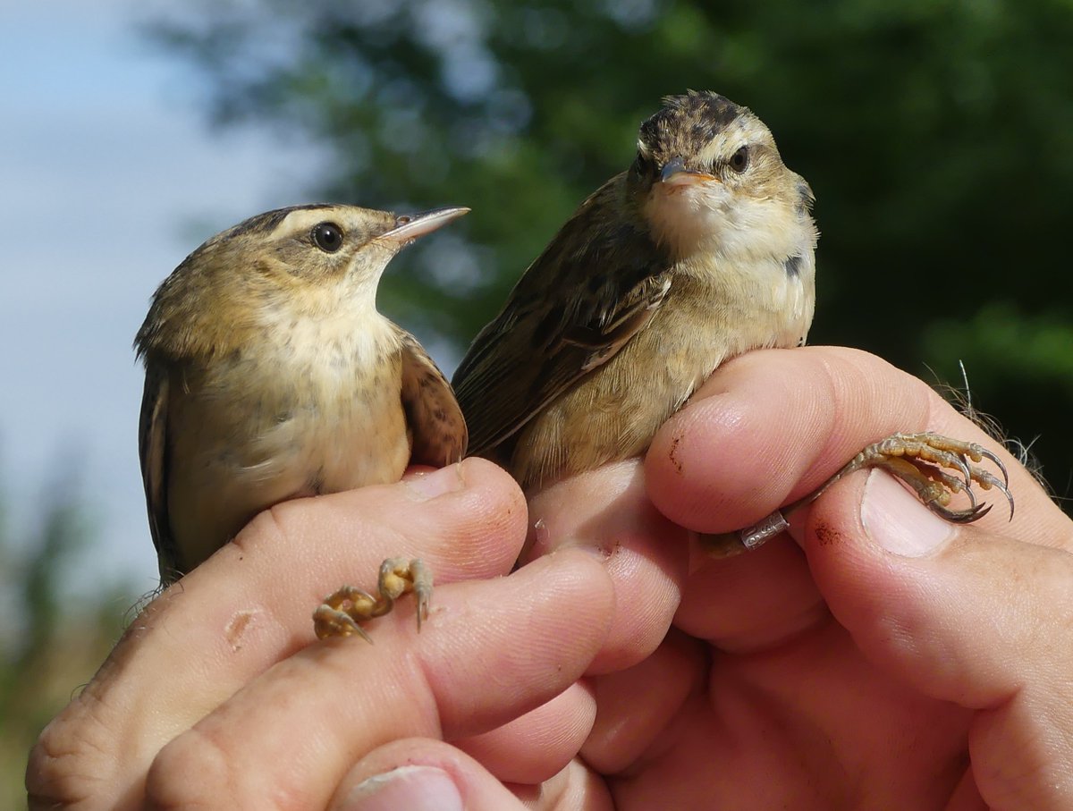 BirdIceni's tweet image. Monitoring Ingoldisthorpe today resulted in 49 birds, 9 of which were at the site previously. 43 Warblers of 5 species with quite a few juveniles now around, as shown by these Sedge Warblers - adult left and juvenile right, then the other way around @_BTO @N_Rivers_Trust