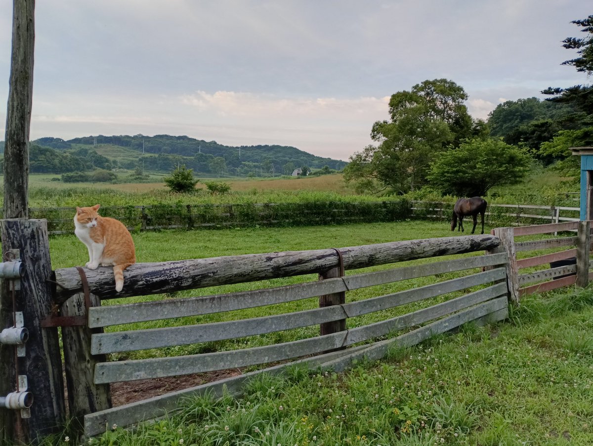 おはようございます🌄
今朝のミニ放牧地の様子😺🐴
#メト　#牧場猫
#ネコパンチ（多分馬）
#新冠町　#ノーザンレイク