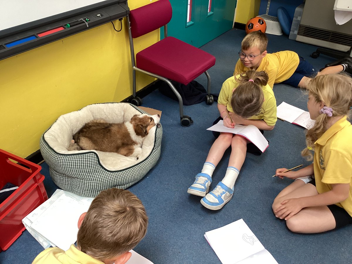 Bu Beryl y ci bach therapi yn ymweld â'r ysgol heddiw. Roedd pawb wedi mwynhau rhoi cwtch iddi. Beryl the therapy puppy visited the school today. Everyone enjoyed hugging Beryl.