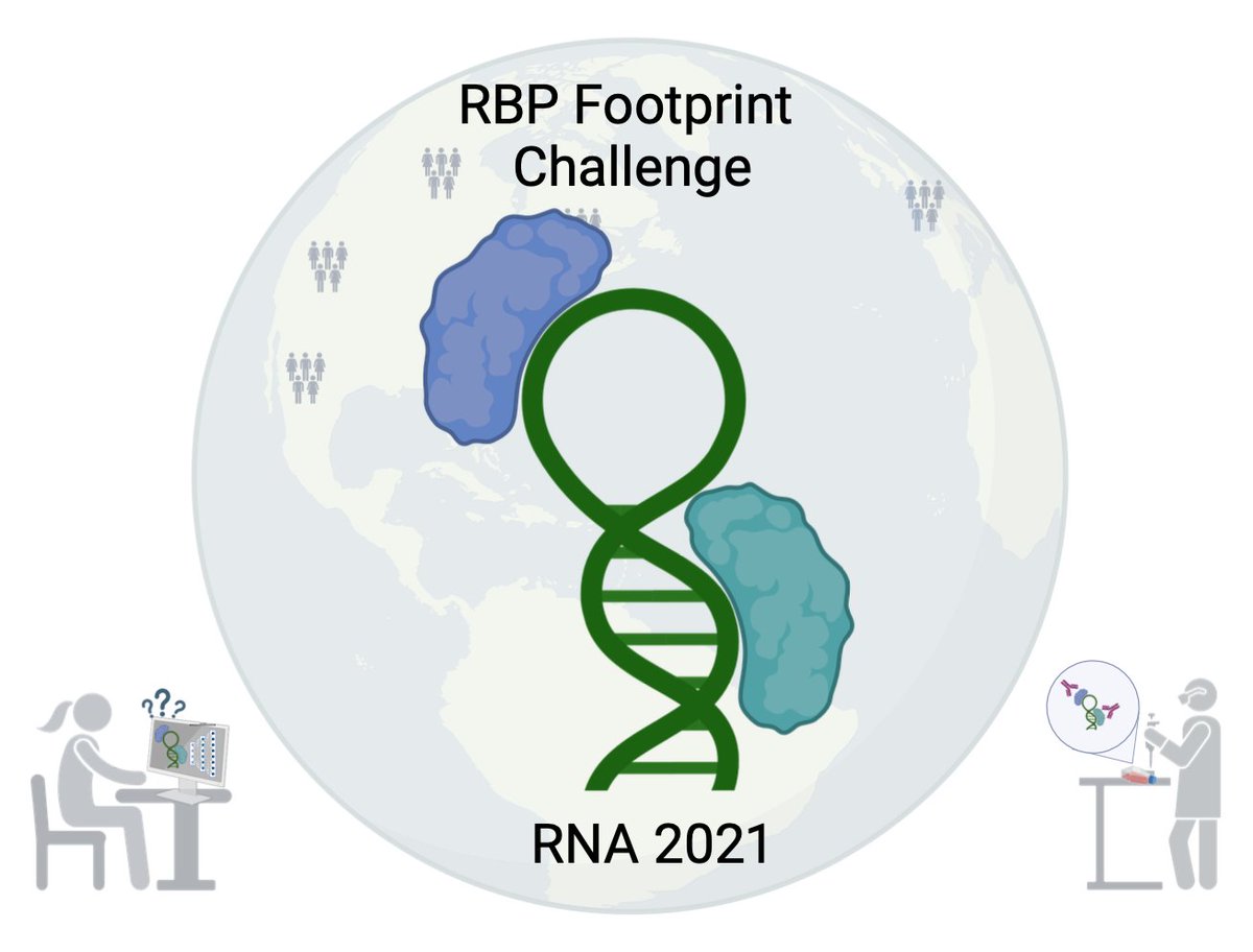 RNAJournal's tweet image. RBP Footprint Bioinformatics Grand Challenge: evaluation of novel computational methods to identify RNA-binding protein footprints from structural data. bit.ly/4ekdgKL