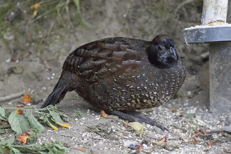 Black-fronted wood quail
Scientific name: Odontophorus atrifrons
The black-fronted wood quail is a bird species in the family Odontophoridae, the New World quail. It is found in Serranía del Perijá, which straddles the Colombia-Venezuela border.

Black-fronted wood quail is 24 to