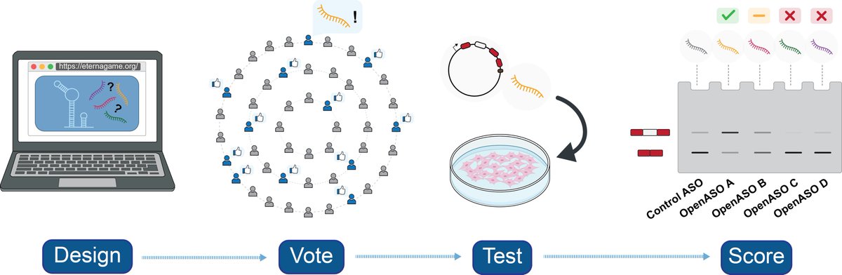 RNAJournal's tweet image. Community science presents an alternative discovery framework for precision ASO drugs. Puzzle games based on experimental data can empower players to come up with putative and intriguing precision drug designs. bit.ly/44u5oTv
