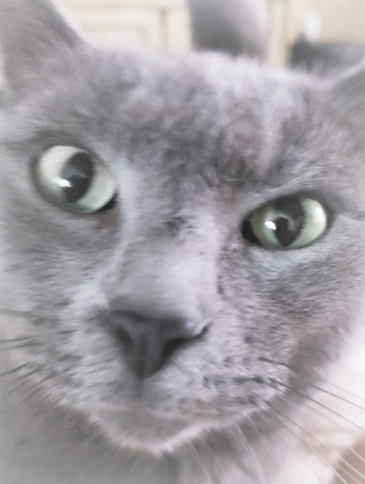 fkvana's tweet image. ⠀⠀ㅤ ⠀⠀ㅤ⠀⠀ㅤ⠀⠀ㅤ⠀⠀ㅤ⠀⠀ㅤ⠀⠀ㅤ⠀⠀ㅤ⠀   
 ⠀— ၄၃ se toma muy enserio ser uno mismo con su entorno, la amo aunque me mire feo 😪
⠀⠀ㅤ⠀⠀ㅤ⠀⠀ㅤ⠀⠀ㅤ⠀⠀ㅤ⠀⠀ㅤ⠀⠀ㅤ⠀⠀ㅤ⠀⠀ㅤ