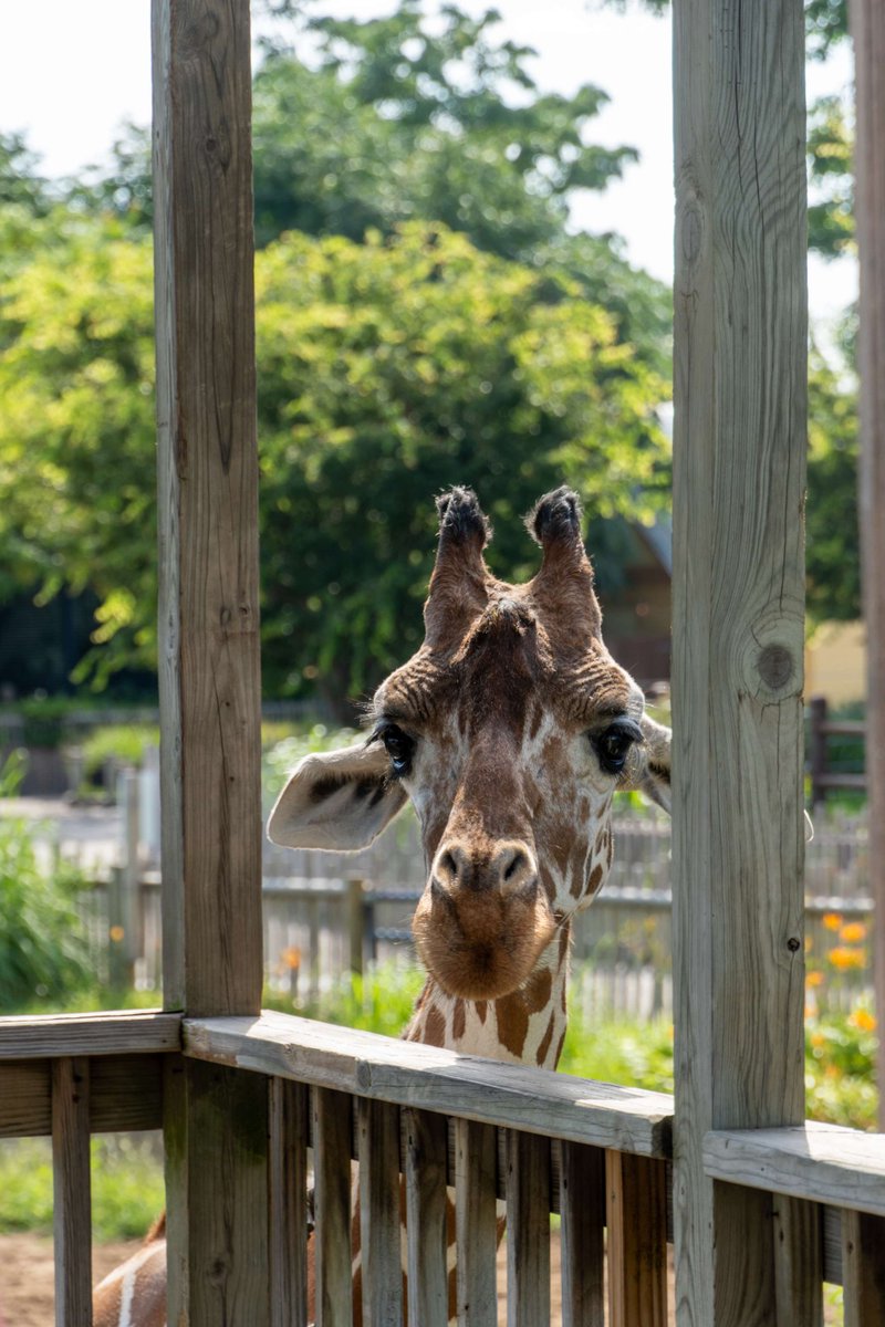 This morning, our marketing team had the chance to talk with current students working at @sedgwickcountyzoo and learn about their unique partnership with our Zoo Science program! We also got to see baby elephants, meet rays and feed a giraffe! #MyFriendsU #ZooScience