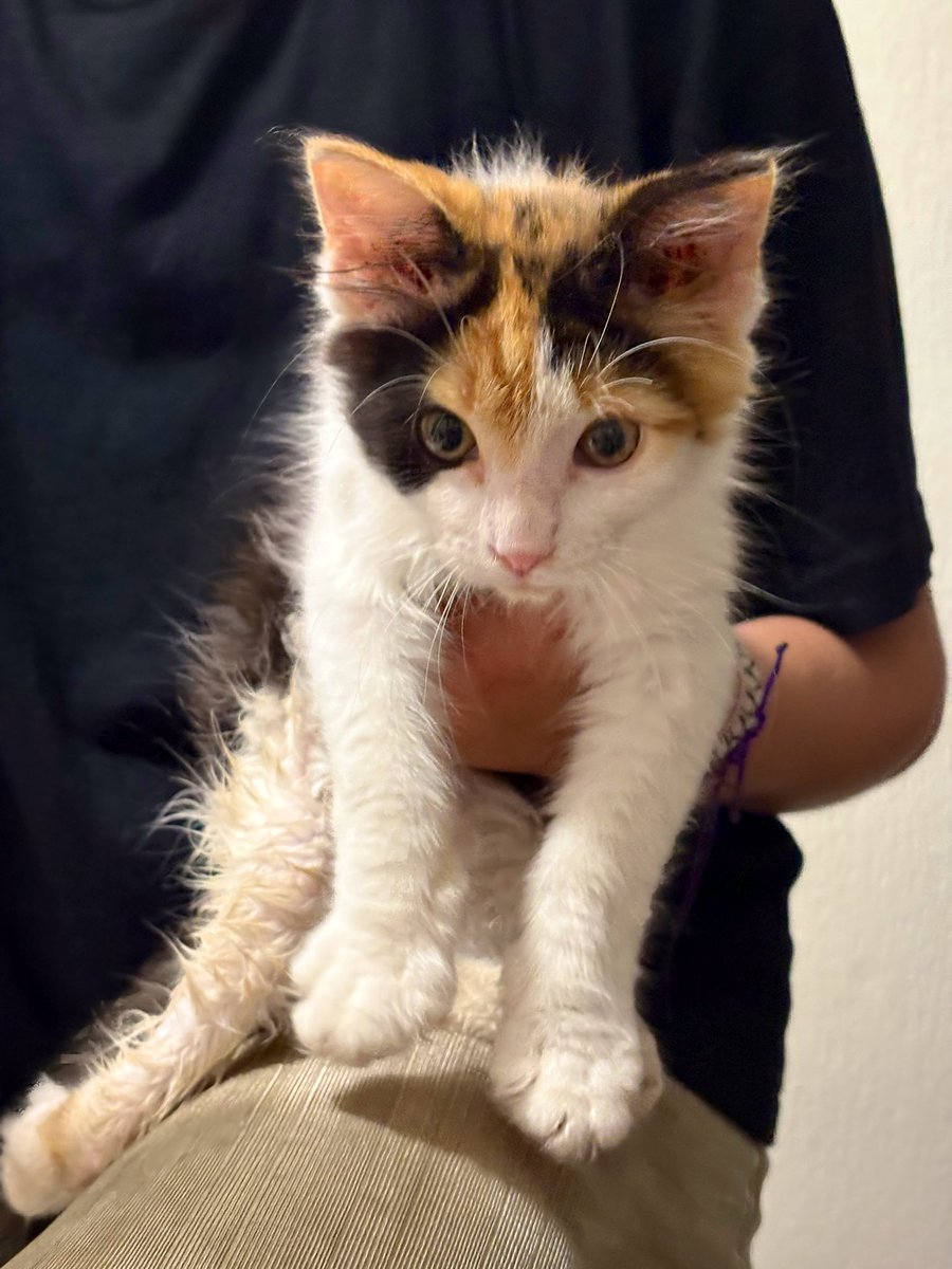 Boulet De Canon Nucléaire 🇫🇷 tweet media