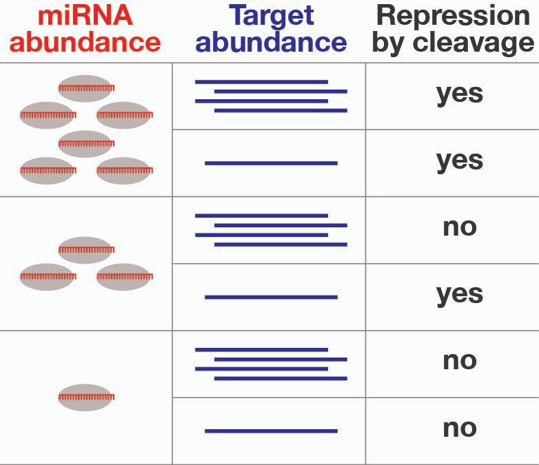 RNAJournal's tweet image. Kraus et al. report absolute miRNA concentrations required for productive cleavage of highly expressed transcripts and identify mouse miRNAs that reach this threshold in vivo. bit.ly/44cYNvj