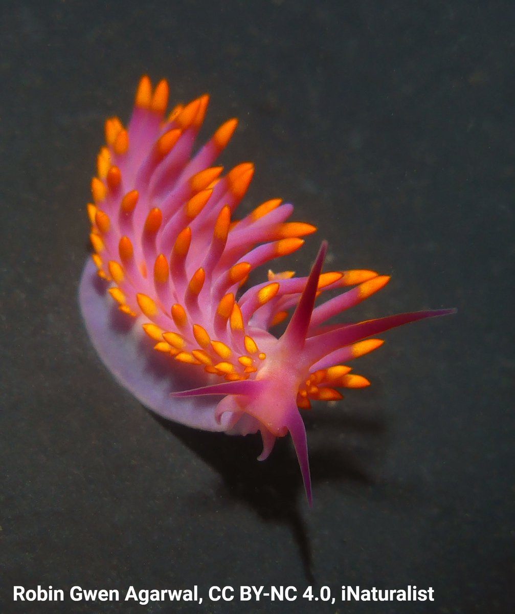 AMNH's tweet image. Have you ever seen a tropical gasflame? 👀 This colorful critter is a nudibranch. Notice the tentacle-like structures on its body? They’re called cerata: Nudibranchs use them to store stinging cells from prey like jellyfish, converting their meals into a form of self defense.