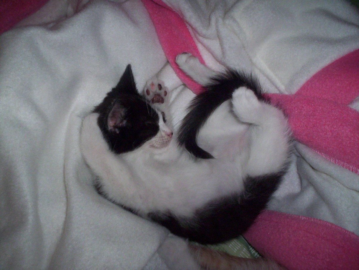 EloScicomm's tweet image. Mon petit cœur explose de love : j'ai retrouvé toutes mes photos de bébé Plume... datant de 2005 ❤️🐾❤️