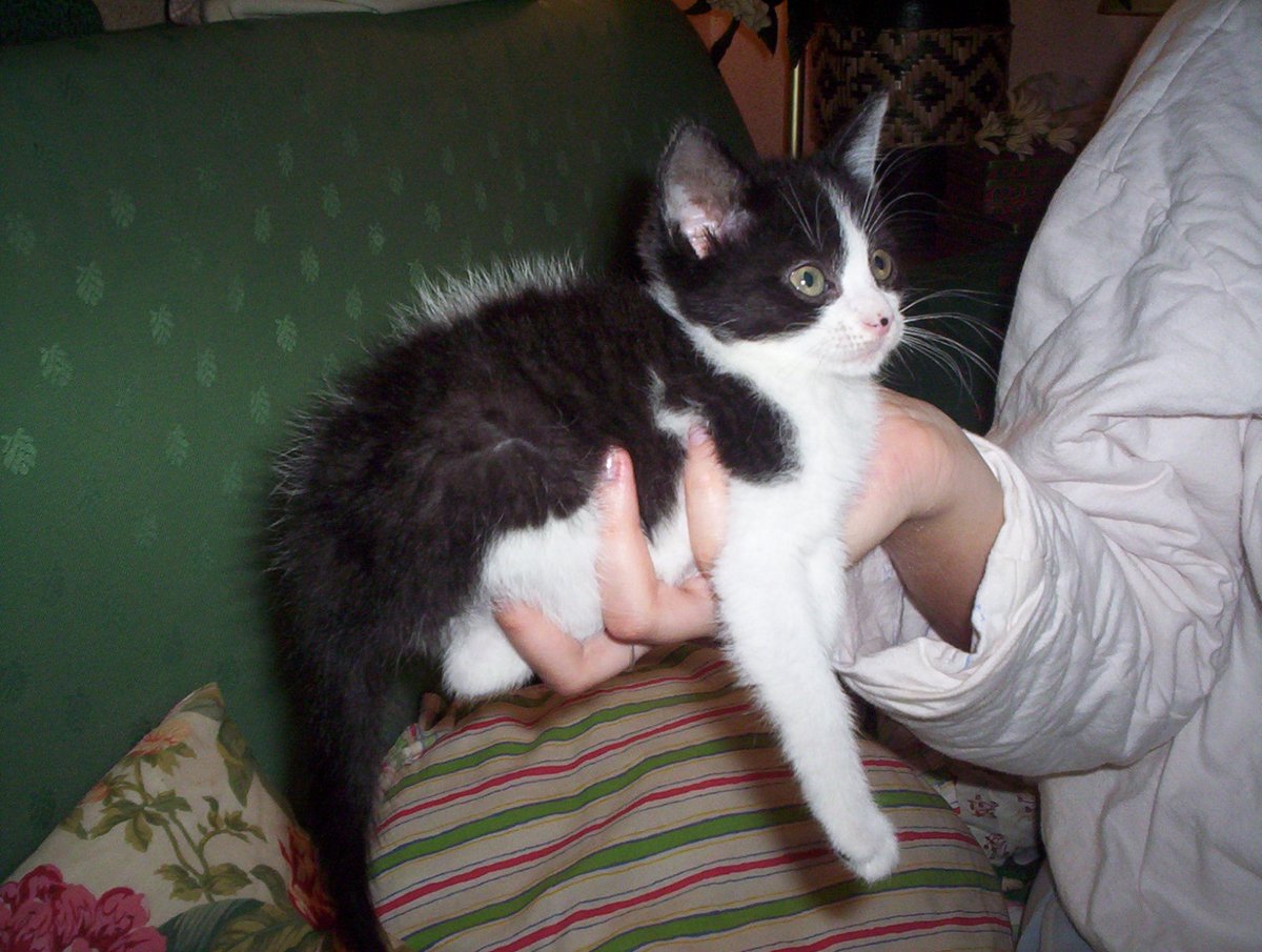EloScicomm's tweet image. Mon petit cœur explose de love : j'ai retrouvé toutes mes photos de bébé Plume... datant de 2005 ❤️🐾❤️