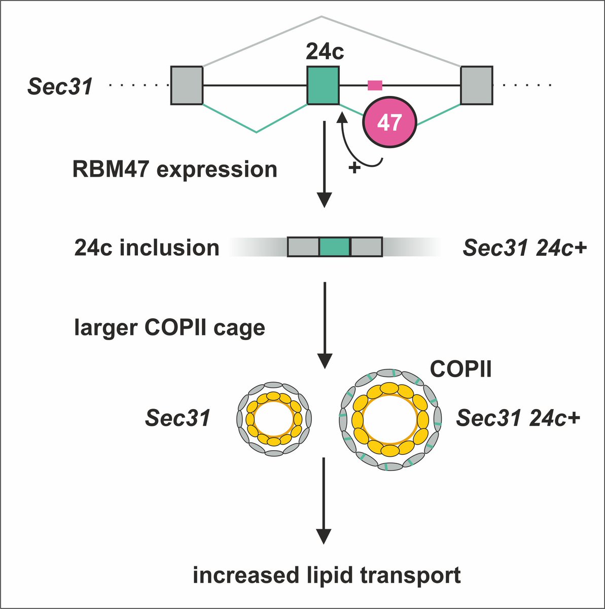 RNAJournal's tweet image. A bioinformatics approach and wet lab validations identify tissue-specific SEC31A alternative splicing mediated by RBM47 that facilitates lipid transport. bit.ly/4nr2YN5