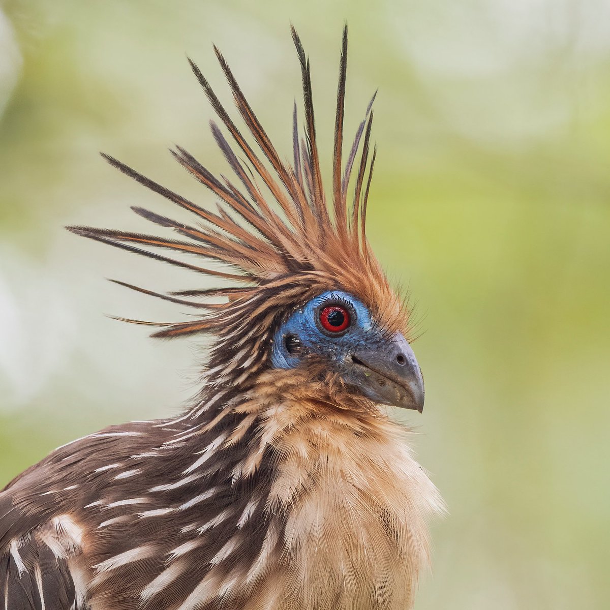 La naturaleza y sus diseños únicos.

#miercolesdeemplumados