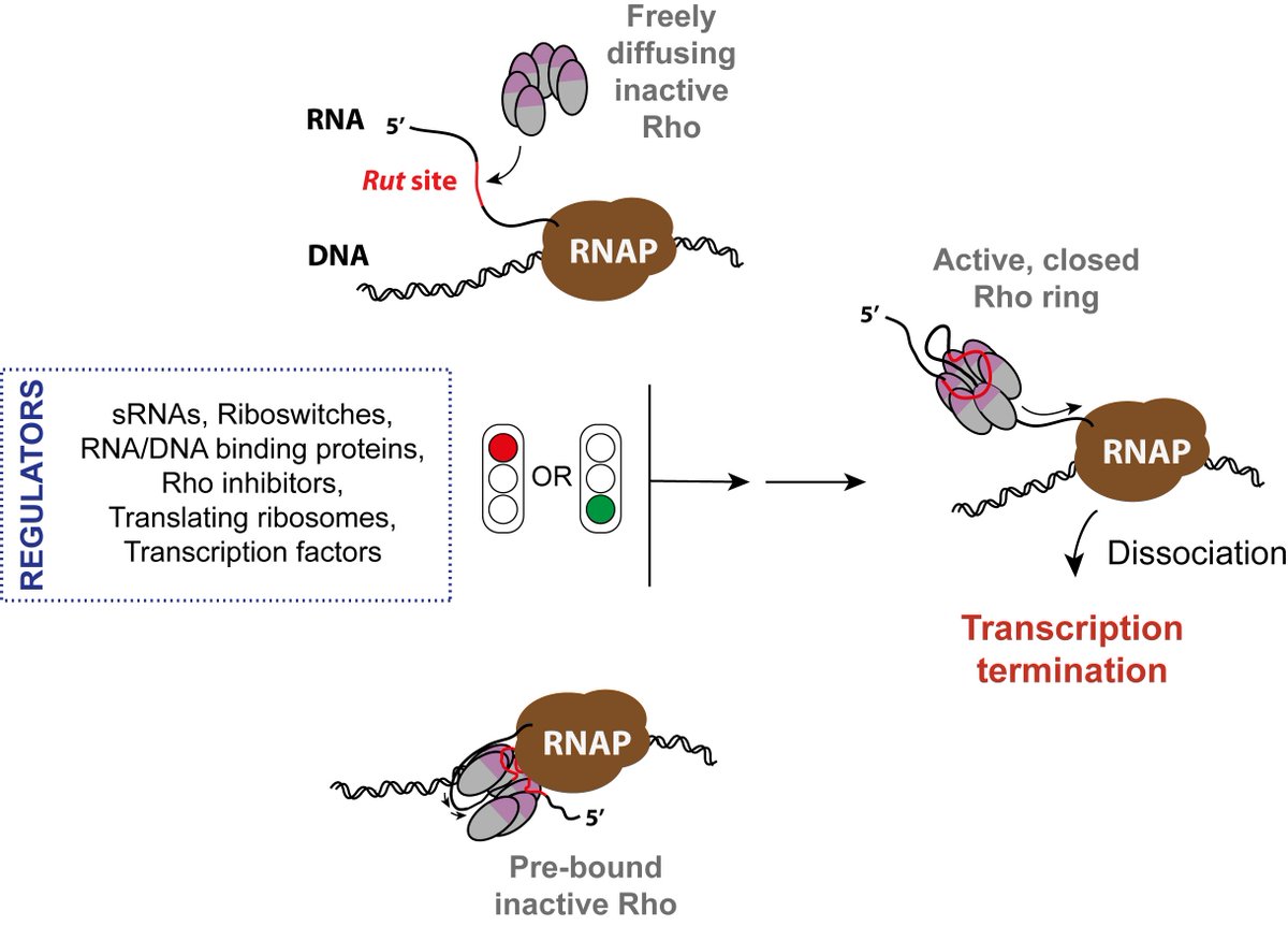 RNAJournal's tweet image. This review outlines how the ring-shaped RNA helicase Rho regulates bacterial gene expression, both genome-wide and at specific loci, using constitutive or alternative condition-dependent mechanisms. bit.ly/4l22ICy