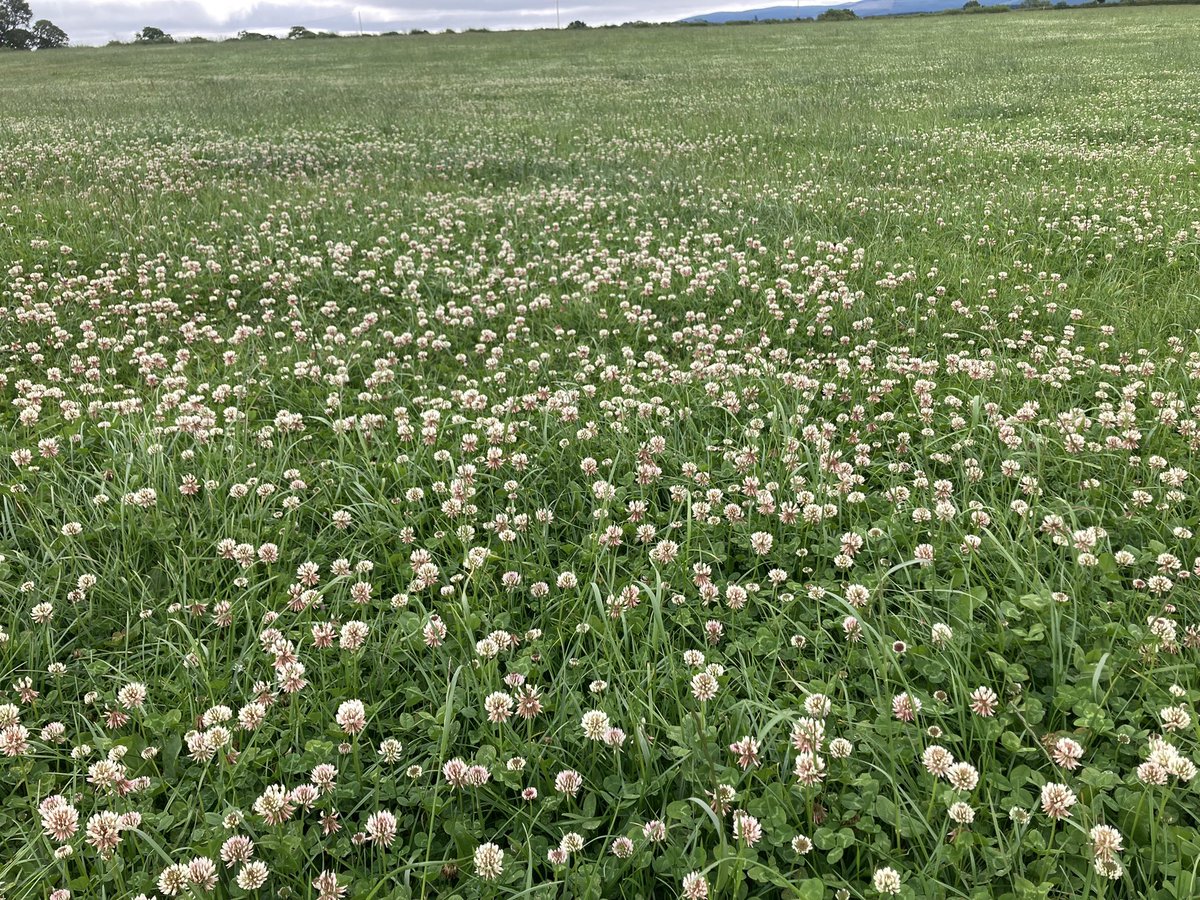 sprinkles785's tweet image. A bit of haylage today and 4 bales of hay (for emergencies )…. Bottom 2 pic from same field 😁….