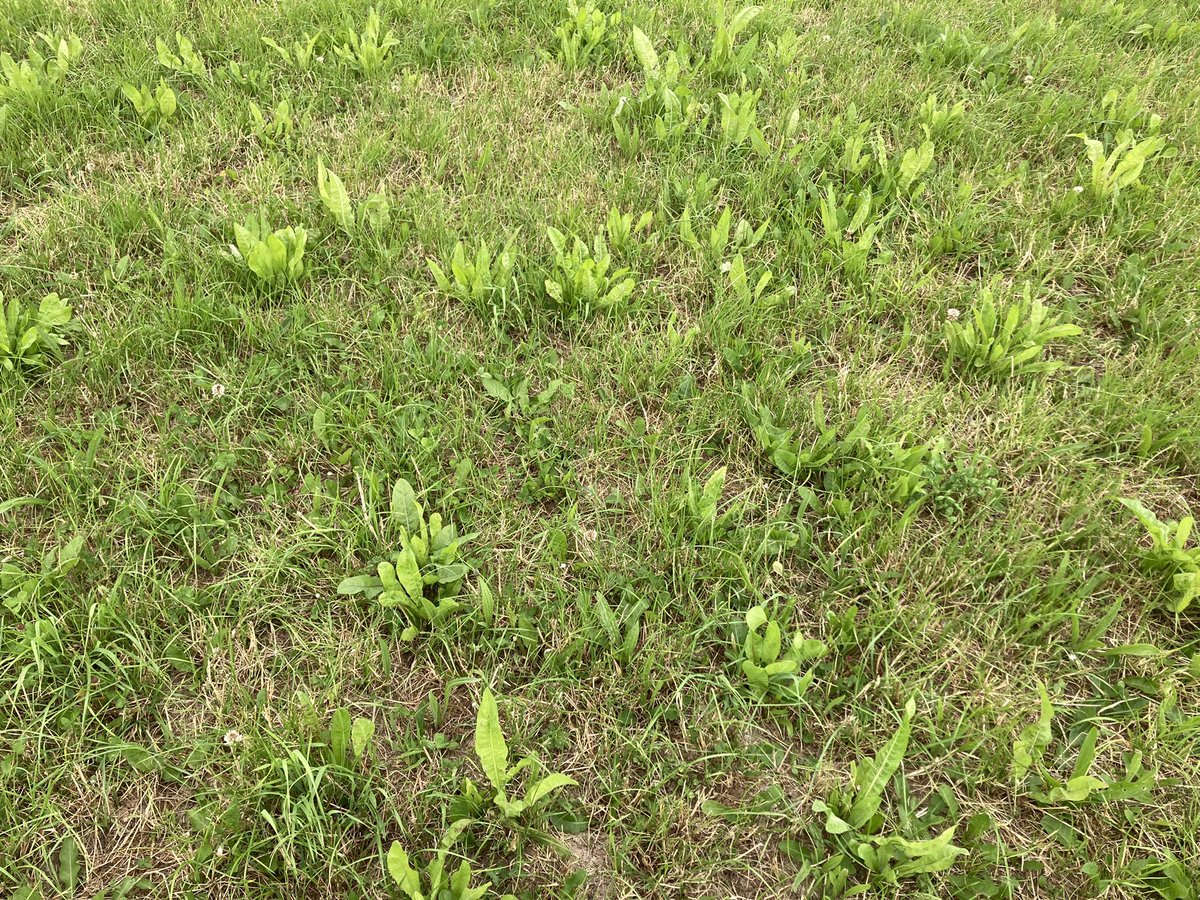 sprinkles785's tweet image. A bit of haylage today and 4 bales of hay (for emergencies )…. Bottom 2 pic from same field 😁….
