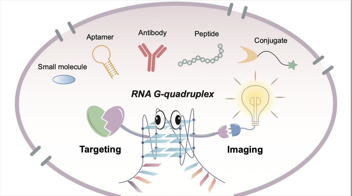 RNAJournal's tweet image. New paper by Kwok Lab @kitkwok6. RNA G-quadruplex structure targeting and imaging: recent advances and future directions. bit.ly/45C3AJf