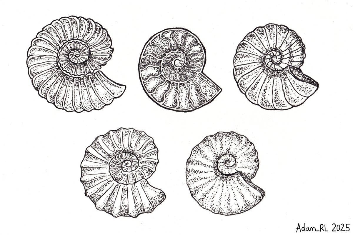 Here's a page of pen and ink ammonite fossil studies/ designs that I drew  as a visual reference for my first tattoo! I tried a few different  variations before settling on the, image size:1200x799