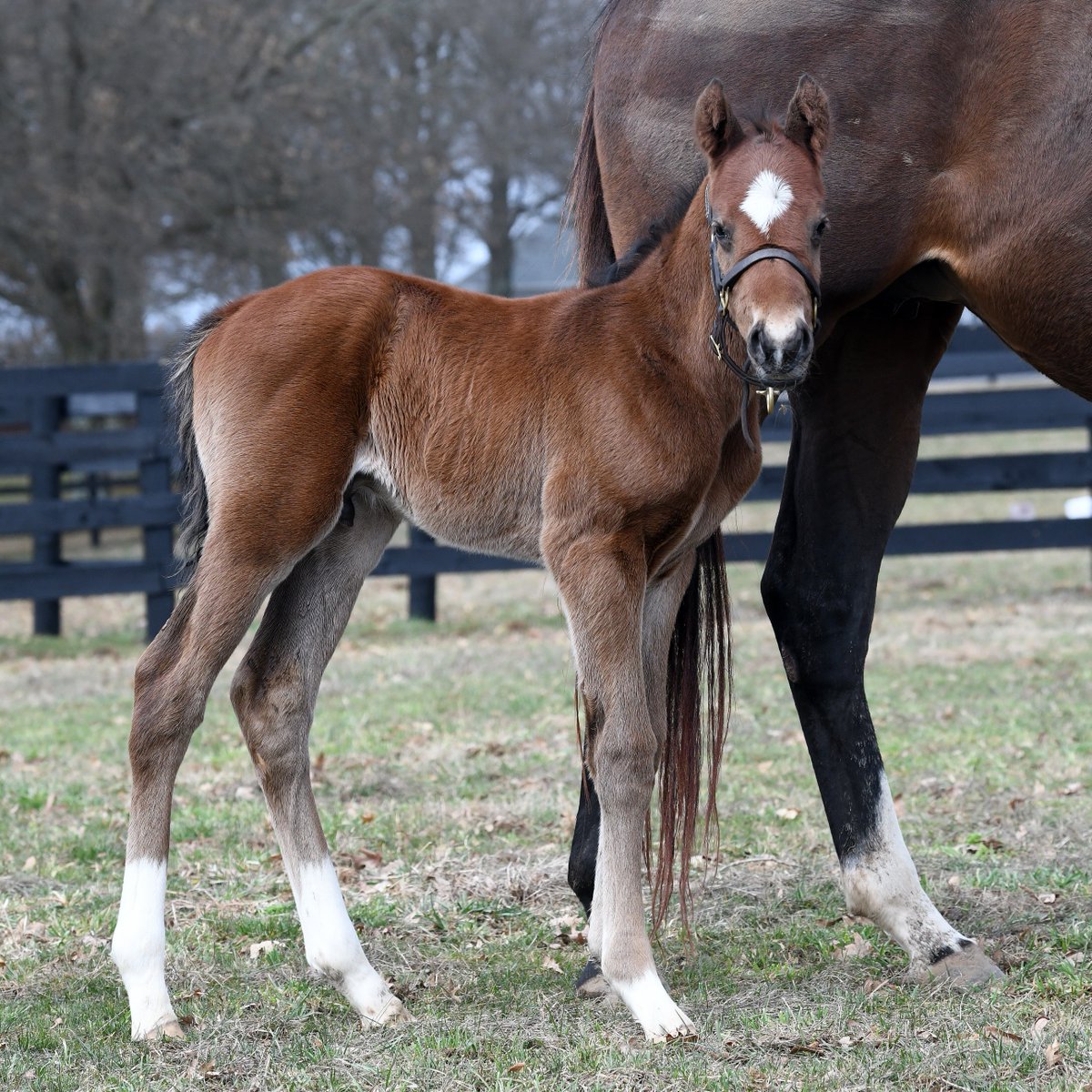 SECOND I D (20 Maclean's Music x Cowboytakemeaway) stepped into stakes company this past weekend- scoring 2nd place in the Iowa Sprint Stakes 💫 #bredandraised