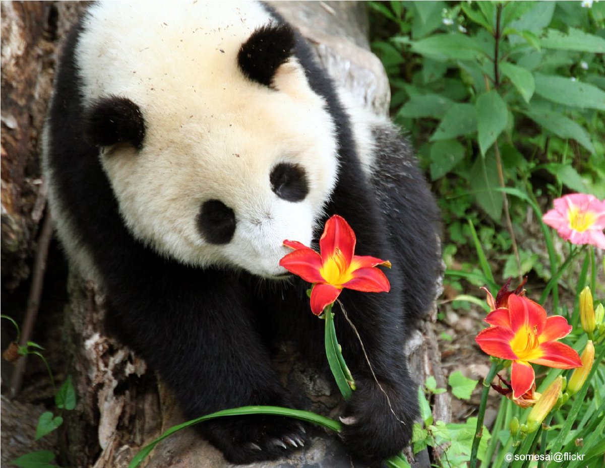 somesay's tweet image. Happy 20th Birthday to our Butterstick, Tai Shan.

#pandas #giantpandas #dczoo #nationalzoo #dcpandas #pandastory