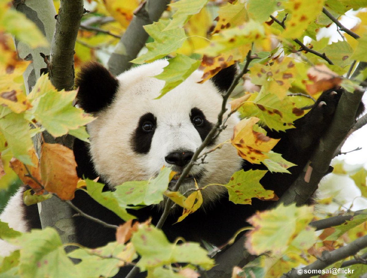 somesay's tweet image. Happy 20th Birthday to our Butterstick, Tai Shan.

#pandas #giantpandas #dczoo #nationalzoo #dcpandas #pandastory