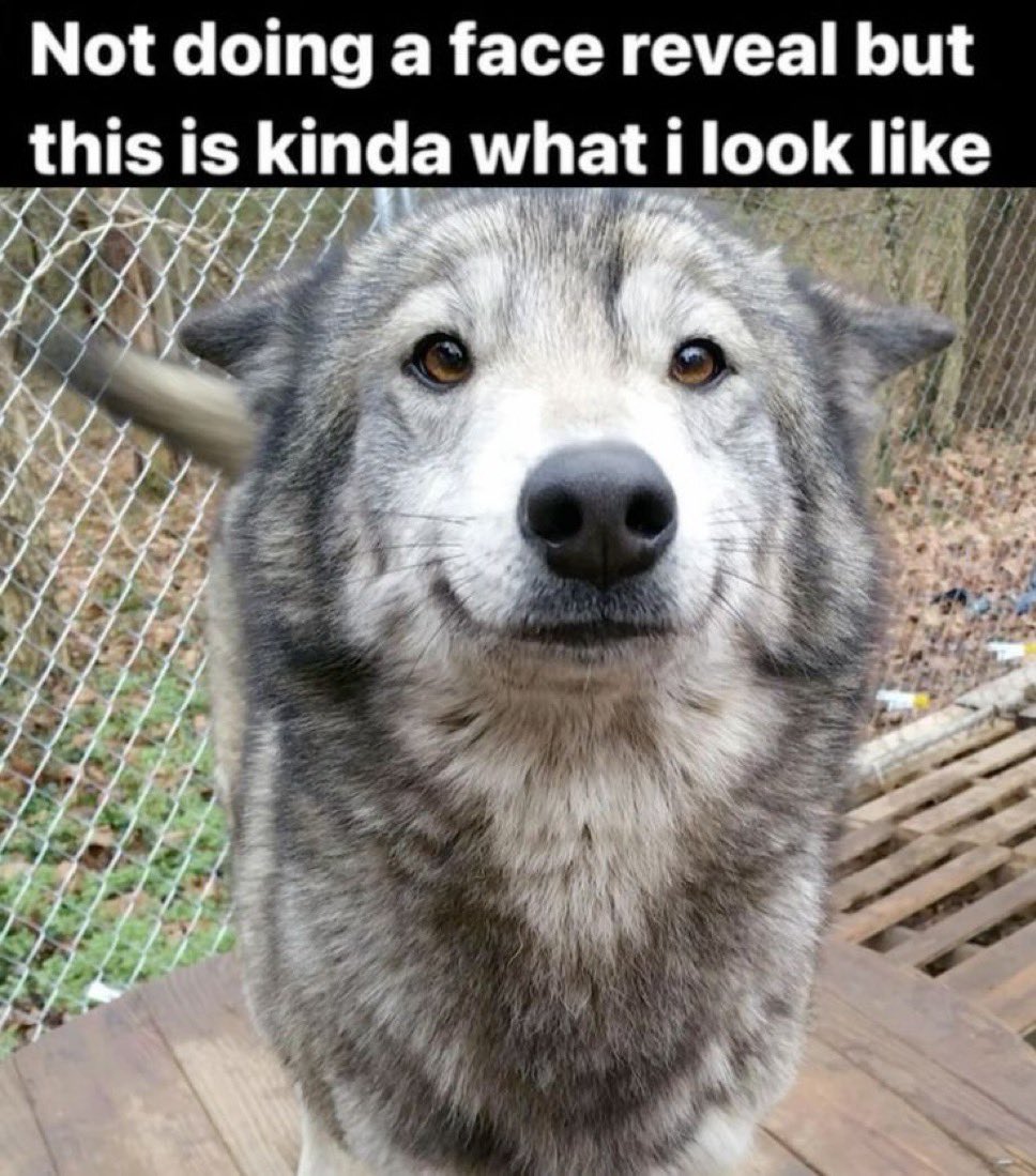 Sir borks a lot face reveal