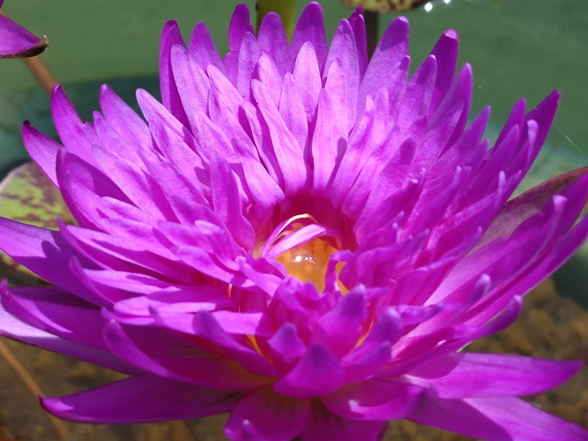 TQWiIBJQfiwsbHk's tweet image. おはようございます。
今日は晴れ☀たり曇っ☁️たりのお天気で、午後はニワカ雨☔の可能性があり、雷⚡を伴ってザッと強く降る恐れもありそうです。昼間は厳しい暑さになりそうです。熱中症対策をシッカリと行ってください。
写真は左が熱帯スイレン ブルーアスター。右がドウベンです。
