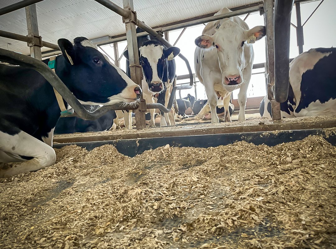 🛏 Sorry, this stall's reserved for Betsy and her cow mattress. Mooove along! #cowcomfort #sideeye #agricomfort