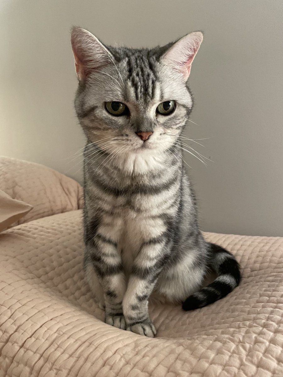 내 나이 열일곱 신부전도 있고 몸무게도 2.5킬로밖에 안나가는 족구마니지만 매일 사유하고 성찰하며 호랑이처럼 용맹하게 살아간다