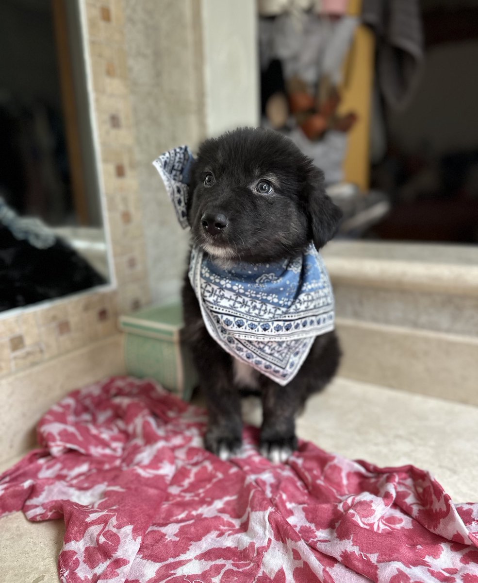 Hola a todxs 😍

Me llamo Lucio, pero de cariño me dicen Pachoncito. Llegué al mundo hace mes y medio. Y ya he vivido unas cosas que para qué les cuento.

Estuve al borde de morir, pues (según la hipótesis del muchacho que me encontró) una torrente generada por las lluvias me