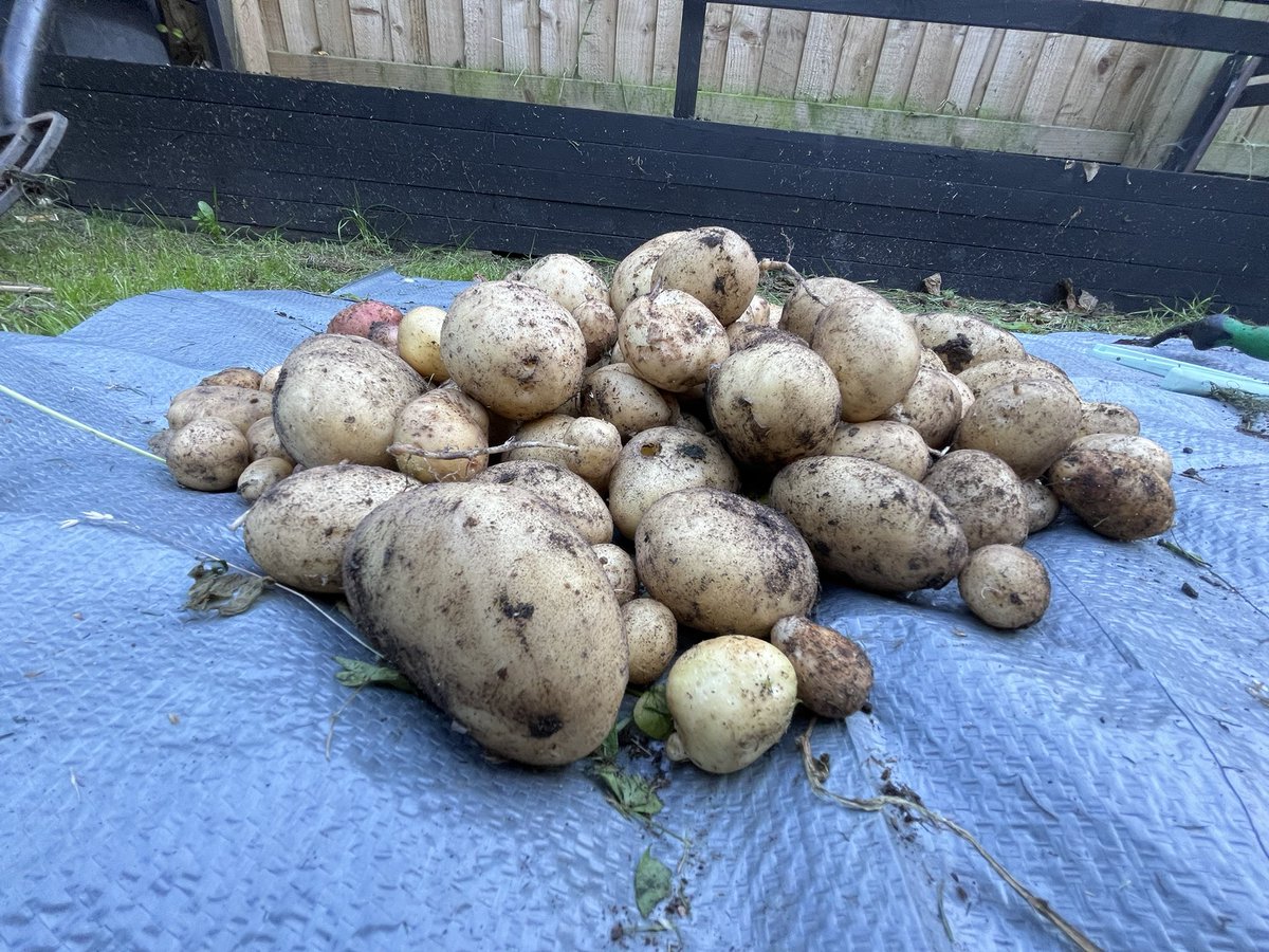 digitalplantpot's tweet image. I’ve had a productive day, weeding my garden and harvesting some potatoes and spring onions.
I’m going to have a potato salad with both of them.
So I’m awarding myself
The Tom Good Self-Sufficiency badge for my efforts 😂❤️🙏
#thegoodlife #gardening #genX