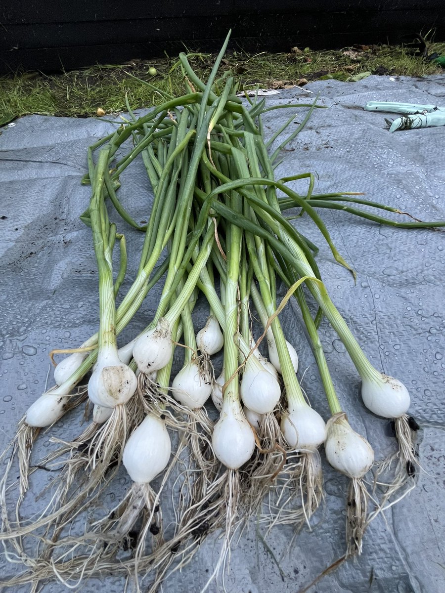 digitalplantpot's tweet image. I’ve had a productive day, weeding my garden and harvesting some potatoes and spring onions.
I’m going to have a potato salad with both of them.
So I’m awarding myself
The Tom Good Self-Sufficiency badge for my efforts 😂❤️🙏
#thegoodlife #gardening #genX