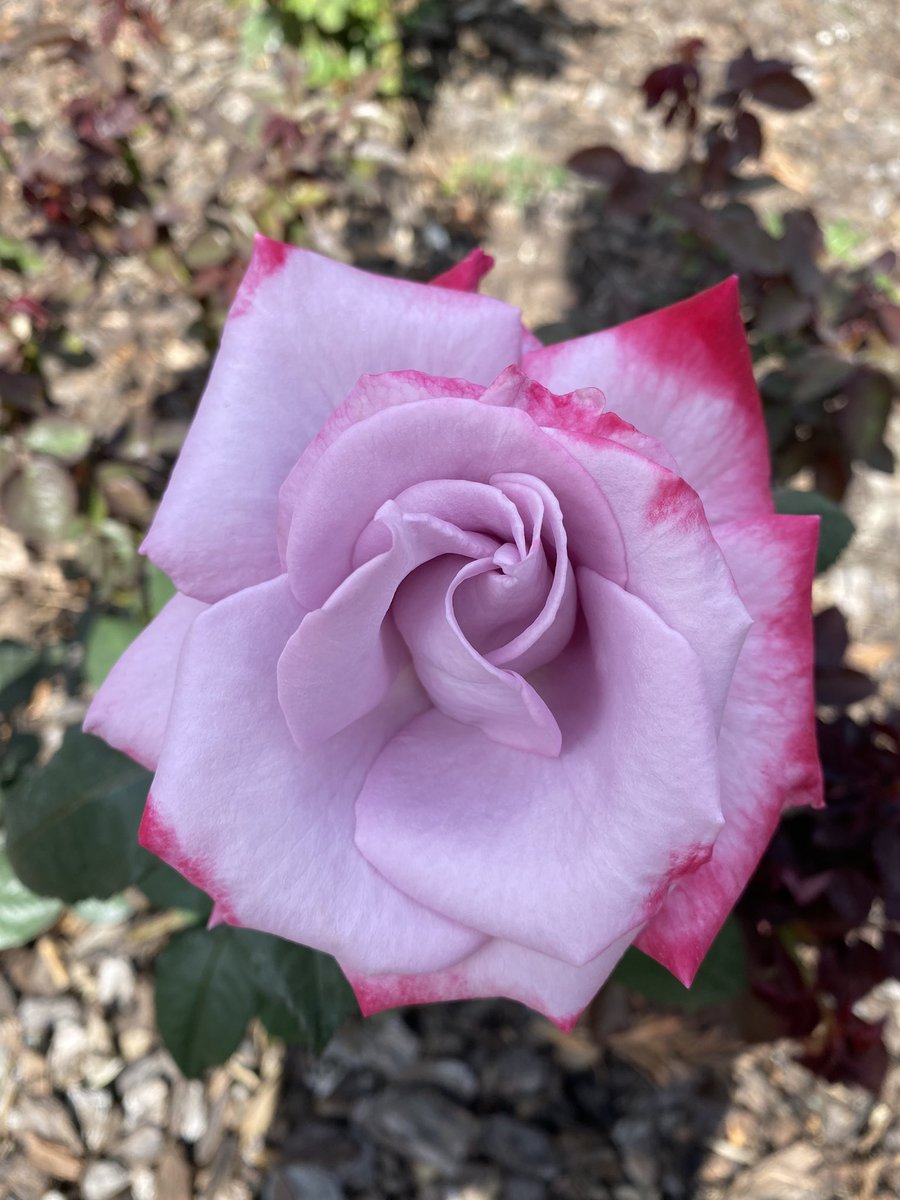 香动晓风里，红妆照晚霞。
含情偏带刺，映日自无瑕。