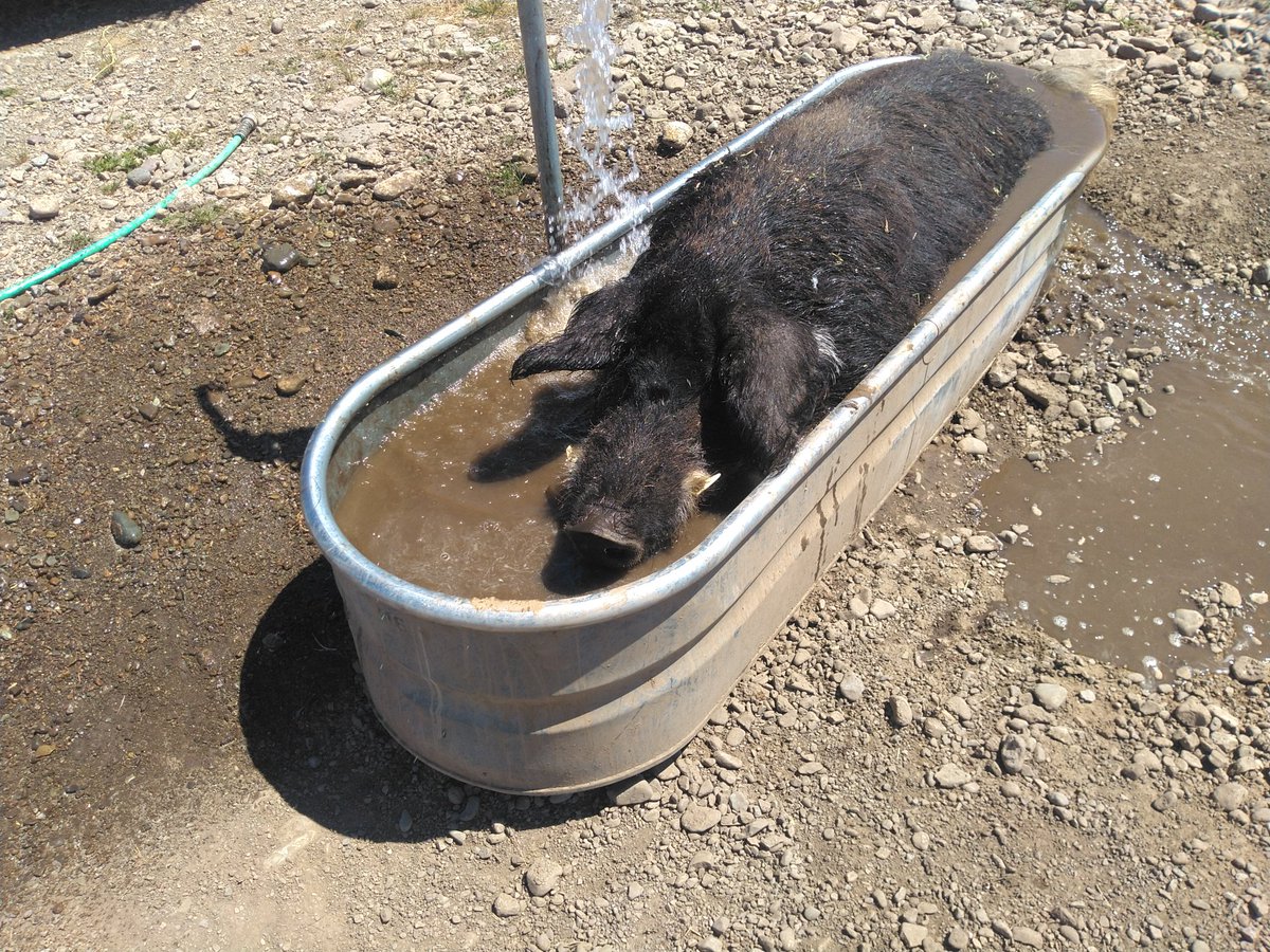 oglibate's tweet image. How to beat the heat in one short lesson.