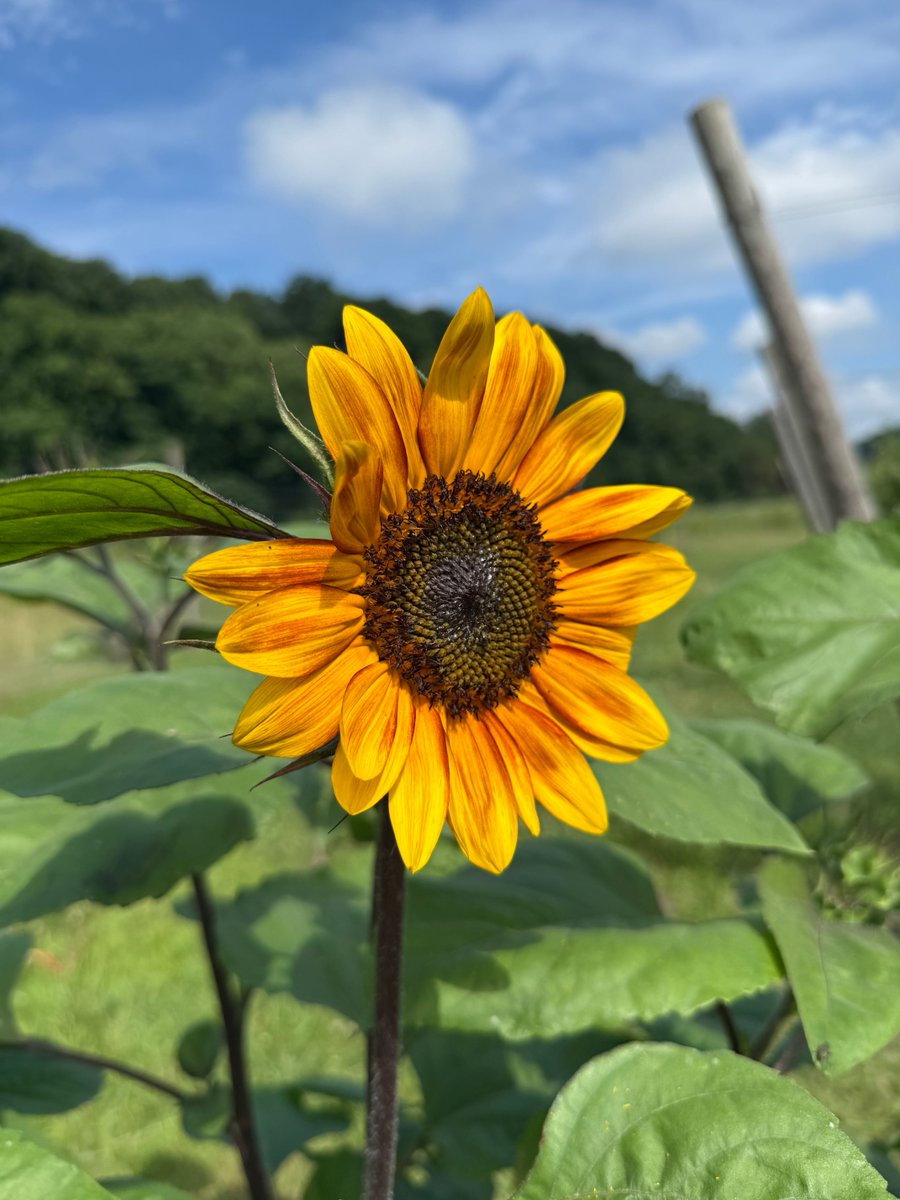 RIT Arenas tweet media