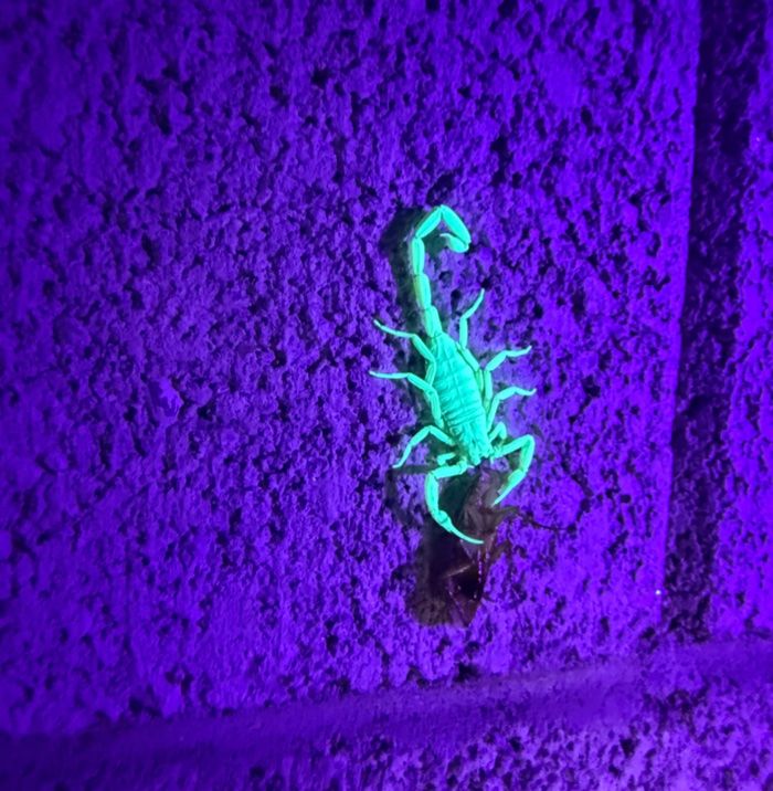 IPMWest's tweet image. Scorpions...
1. glow under UV light
2. eat pests like cockroaches and spiders
3. can be managed with #IPM
Watch a video about scorpion IPM research and read other news in our July newsletter. icont.ac/514Fp