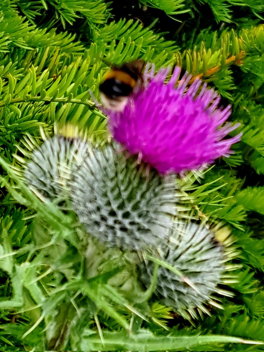 Enjoyed the day at Castlewellan Forest Park getting lost in the #PeaceMaze 😆 stunning scenery and park trails #connectwithnature #notjustapark #breathe #calming #nature 🌳🌲🪻🐝