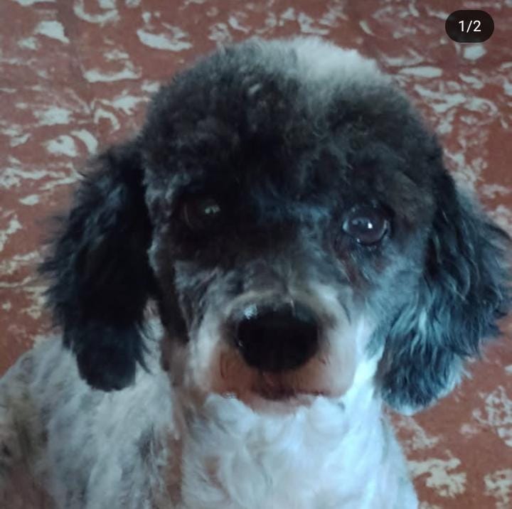 Peluche de perrito 🇦🇷 tweet media