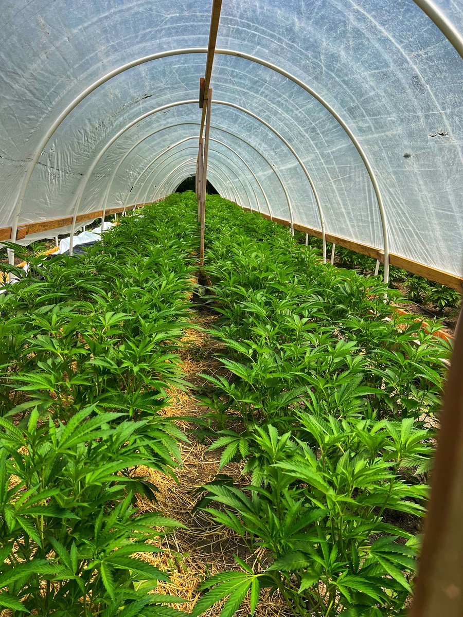 GalacticFarmer1's tweet image. In this 100 foot long hippy hoop we have black runtz. She has really taken off with the flip and started to stretch. I’ve grown lemon cherry gelato which is similar,
or some say the same, this seems comparable in plant structure and leaf structure. Excited to see the buds start…